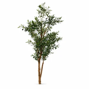 Olive Tree 160cm